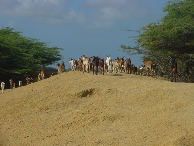 Descubriendo Paraguaná; la península donde Venezuela toca el horizonte