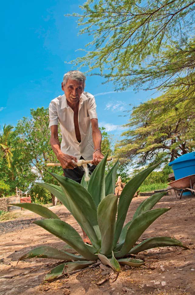Todo sobre el Cocuy; el licor tradicional venezolano