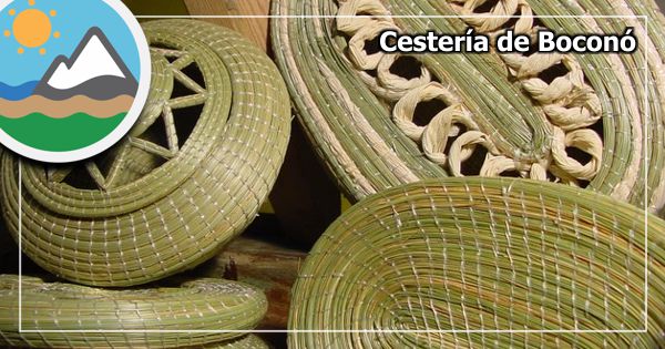 COLA DE MULA - CESTERÍA DE BOCONO